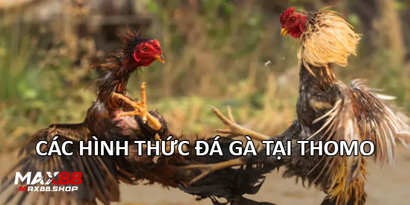 cac hinh thuc da ga tai thomo Các hình thức đá gà tại Thomo
