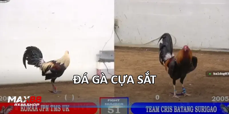 Đá gà cựa sắt