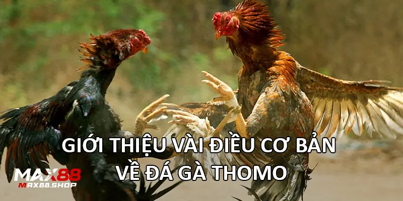 gioi thieu vai dieu co ban ve da ga thomo Giới thiệu vài điều cơ bản về Đá gà Thomo