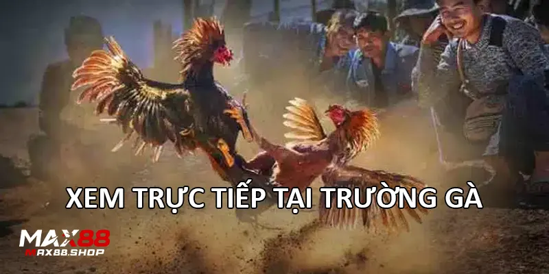 xem truc tiep tai truong ga Xem trực tiếp tại trường gà